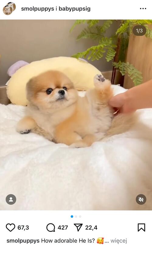 Instagram captions - Dog captions for Instagram