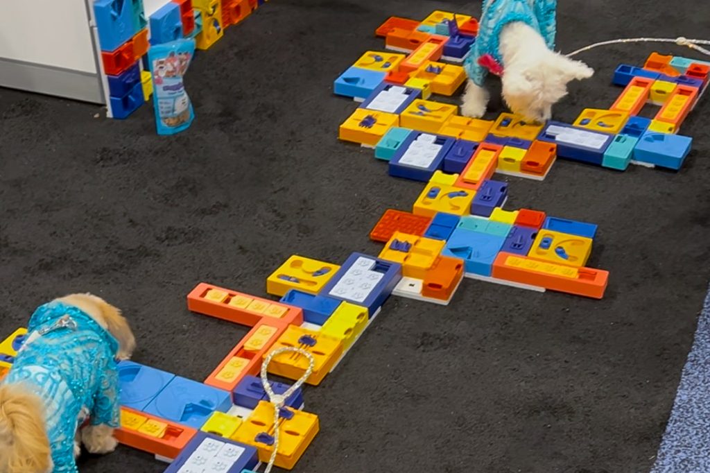 Two small dogs solving a treat puzzle