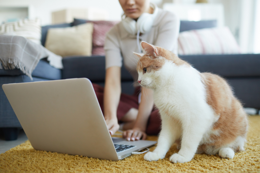 Letter to the BlogPaws Community: Don’t...