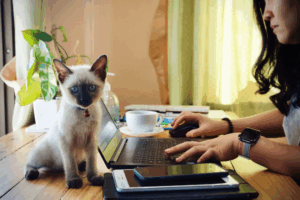 Diversifying Your SEO Strategy: A Practical...