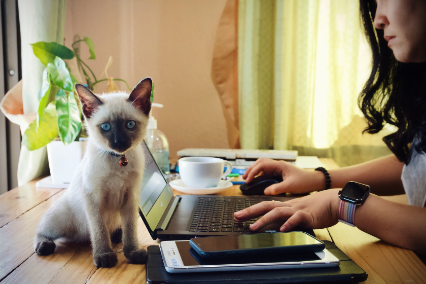 Diversifying Your SEO Strategy: A Practical...